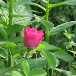 Ca Di Minu